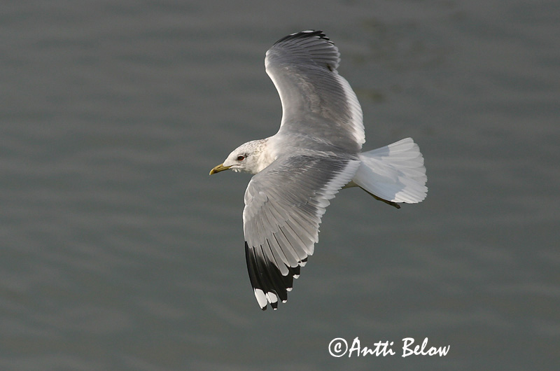 Avainsanat: Gavina cendrosa Stormmåge Stormmeeuw Common Gull Mew Gull Kalakajakas Kalalokki Goéland cendré Sturmmöwe Viharsirály Stormmáfur Gavina Fiskemåke Alcatraz-pardo Larus canus Gaviota Cana Fiskmås