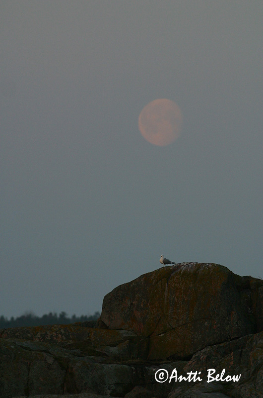 Avainsanat: Gavina cendrosa Stormmåge Stormmeeuw Common Gull Mew Gull Kalakajakas Kalalokki Goéland cendré Sturmmöwe Viharsirály Stormmáfur Gavina Fiskemåke Alcatraz-pardo Larus canus Gaviota Cana Fiskmås