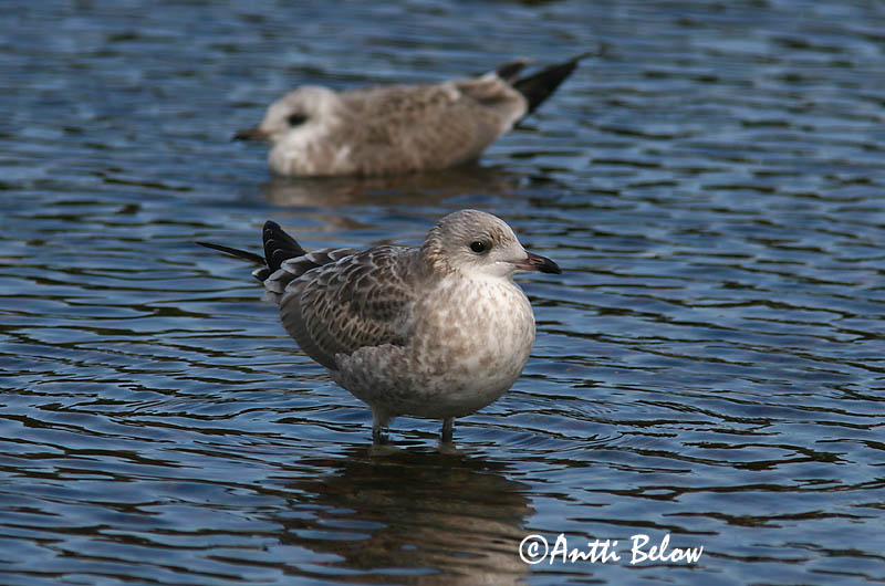 Avainsanat: Gavina cendrosa Stormmåge Stormmeeuw Common Gull Mew Gull Kalakajakas Kalalokki Goéland cendré Sturmmöwe Viharsirály Stormmáfur Gavina Fiskemåke Alcatraz-pardo Larus canus Gaviota Cana Fiskmås
