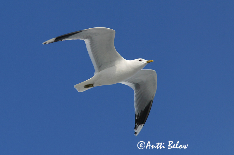 Avainsanat: Gavina cendrosa Stormmåge Stormmeeuw Common Gull Mew Gull Kalakajakas Kalalokki Goéland cendré Sturmmöwe Viharsirály Stormmáfur Gavina Fiskemåke Alcatraz-pardo Larus canus Gaviota Cana Fiskmås