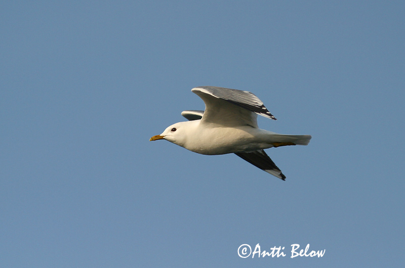Avainsanat: Gavina cendrosa Stormmåge Stormmeeuw Common Gull Mew Gull Kalakajakas Kalalokki Goéland cendré Sturmmöwe Viharsirály Stormmáfur Gavina Fiskemåke Alcatraz-pardo Larus canus Gaviota Cana Fiskmås