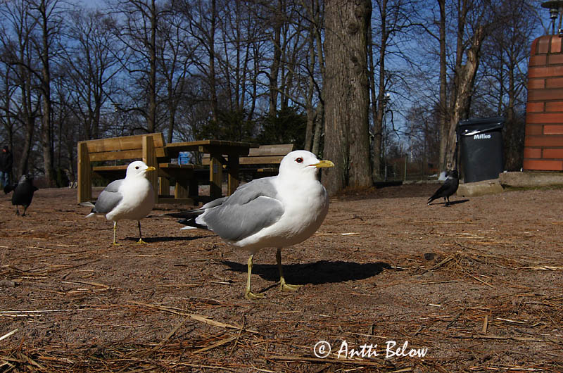 Avainsanat: Gavina cendrosa Stormmåge Stormmeeuw Common Gull Mew Gull Kalakajakas Kalalokki Goéland cendré Sturmmöwe Viharsirály Stormmáfur Gavina Fiskemåke Alcatraz-pardo Larus canus Gaviota Cana Fiskmås