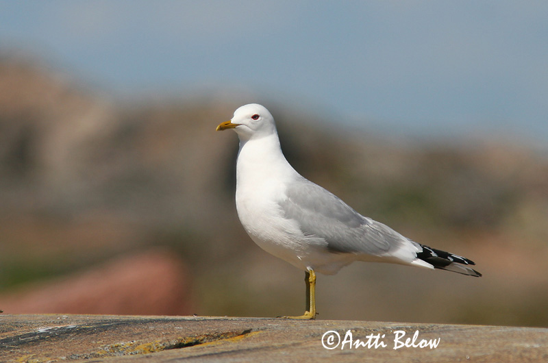Avainsanat: Gavina cendrosa Stormmåge Stormmeeuw Common Gull Mew Gull Kalakajakas Kalalokki Goéland cendré Sturmmöwe Viharsirály Stormmáfur Gavina Fiskemåke Alcatraz-pardo Larus canus Gaviota Cana Fiskmås