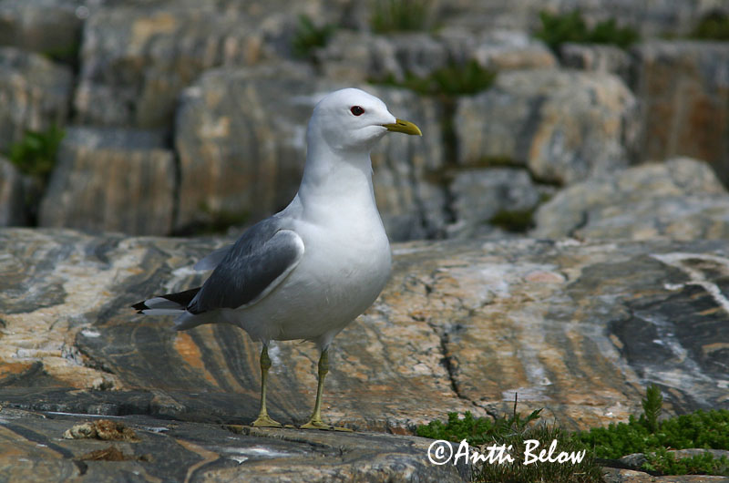 Avainsanat: Gavina cendrosa Stormmåge Stormmeeuw Common Gull Mew Gull Kalakajakas Kalalokki Goéland cendré Sturmmöwe Viharsirály Stormmáfur Gavina Fiskemåke Alcatraz-pardo Larus canus Gaviota Cana Fiskmås