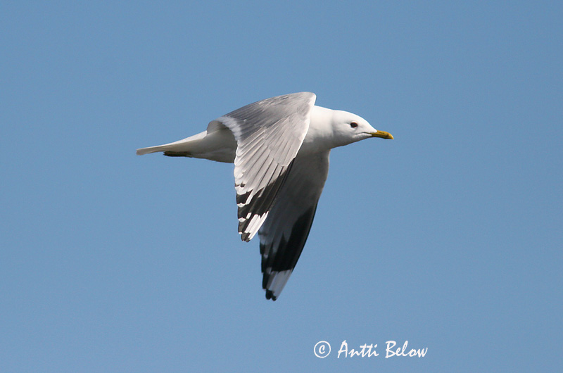 Avainsanat: Gavina cendrosa Stormmåge Stormmeeuw Common Gull Mew Gull Kalakajakas Kalalokki Goéland cendré Sturmmöwe Viharsirály Stormmáfur Gavina Fiskemåke Alcatraz-pardo Larus canus Gaviota Cana Fiskmås