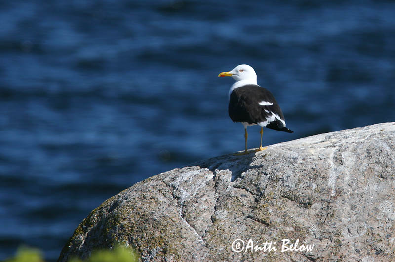 Avainsanat: Gavià fosc Sildemåge Kleine mantelmeeuw Lesser Black-backed Gull Tõmmukajakas Selkälokki Goéland brun Heringsmöwe Heringsirály Sílamáfur Zafferano Sildemåke Gaivota-d'asa-escura Larus fuscus Gaviota Sombría Silltrut