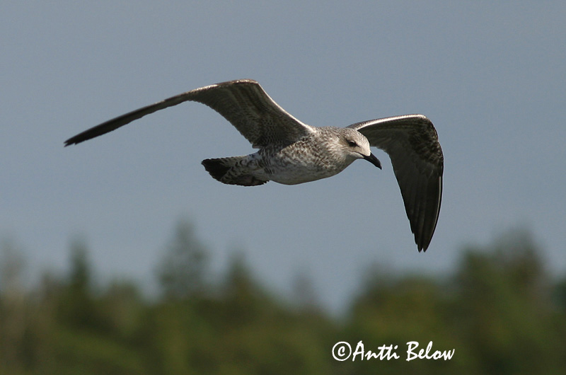 Avainsanat: Gavià fosc Sildemåge Kleine mantelmeeuw Lesser Black-backed Gull Tõmmukajakas Selkälokki Goéland brun Heringsmöwe Heringsirály Sílamáfur Zafferano Sildemåke Gaivota-d'asa-escura Larus fuscus Gaviota Sombría Silltrut