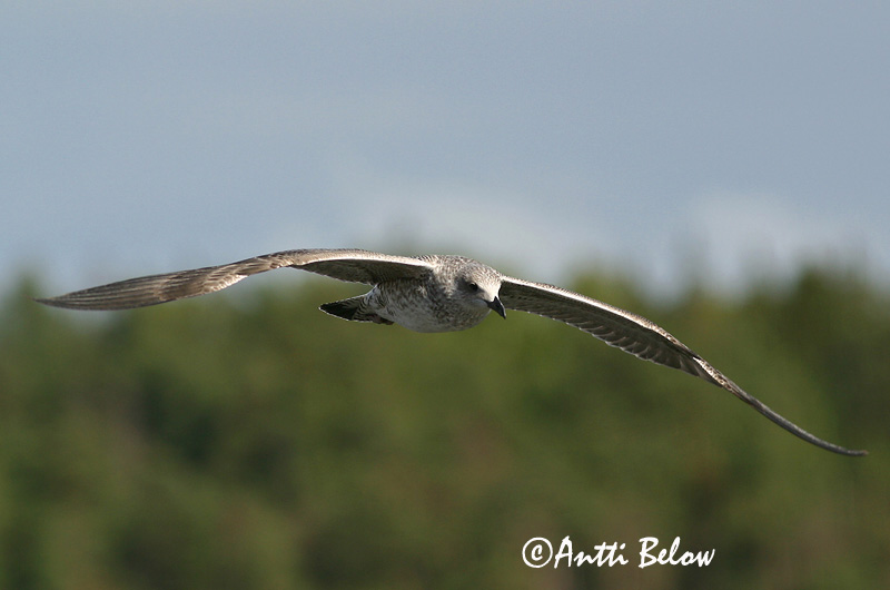 Avainsanat: Gavià fosc Sildemåge Kleine mantelmeeuw Lesser Black-backed Gull Tõmmukajakas Selkälokki Goéland brun Heringsmöwe Heringsirály Sílamáfur Zafferano Sildemåke Gaivota-d'asa-escura Larus fuscus Gaviota Sombría Silltrut