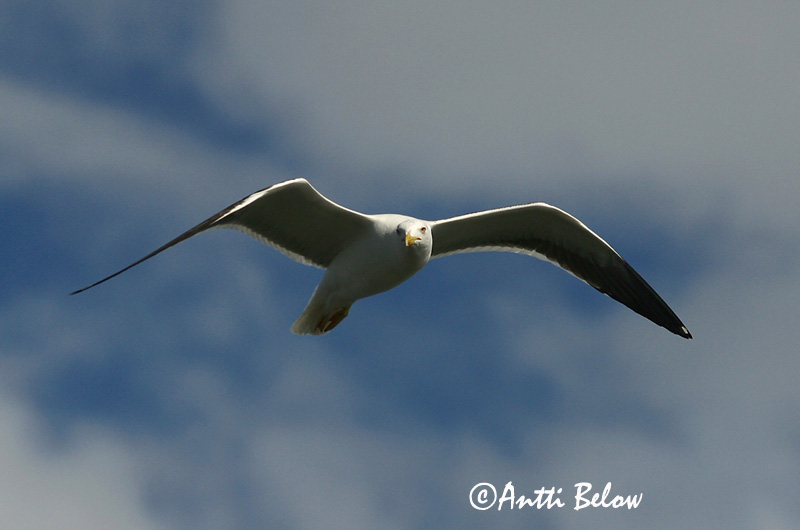Avainsanat: Gavià fosc Sildemåge Kleine mantelmeeuw Lesser Black-backed Gull Tõmmukajakas Selkälokki Goéland brun Heringsmöwe Heringsirály Sílamáfur Zafferano Sildemåke Gaivota-d'asa-escura Larus fuscus Gaviota Sombría Silltrut