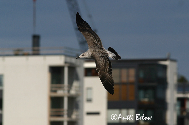 Avainsanat: Gavià fosc Sildemåge Kleine mantelmeeuw Lesser Black-backed Gull Tõmmukajakas Selkälokki Goéland brun Heringsmöwe Heringsirály Sílamáfur Zafferano Sildemåke Gaivota-d'asa-escura Larus fuscus Gaviota Sombría Silltrut