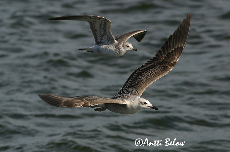 Avainsanat: Gavià fosc Sildemåge Kleine mantelmeeuw Lesser Black-backed Gull Tõmmukajakas Selkälokki Goéland brun Heringsmöwe Heringsirály Sílamáfur Zafferano Sildemåke Gaivota-d'asa-escura Larus fuscus Gaviota Sombría Silltrut