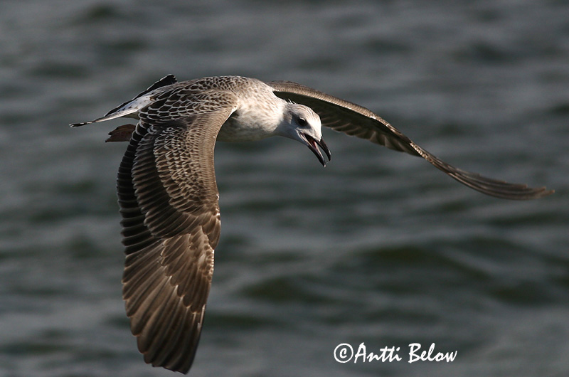 Avainsanat: Gavià fosc Sildemåge Kleine mantelmeeuw Lesser Black-backed Gull Tõmmukajakas Selkälokki Goéland brun Heringsmöwe Heringsirály Sílamáfur Zafferano Sildemåke Gaivota-d'asa-escura Larus fuscus Gaviota Sombría Silltrut