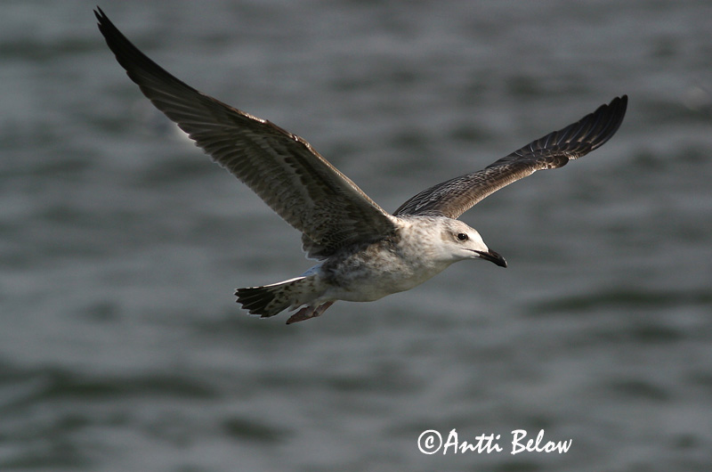Avainsanat: Gavià fosc Sildemåge Kleine mantelmeeuw Lesser Black-backed Gull Tõmmukajakas Selkälokki Goéland brun Heringsmöwe Heringsirály Sílamáfur Zafferano Sildemåke Gaivota-d'asa-escura Larus fuscus Gaviota Sombría Silltrut