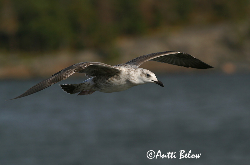Avainsanat: Gavià fosc Sildemåge Kleine mantelmeeuw Lesser Black-backed Gull Tõmmukajakas Selkälokki Goéland brun Heringsmöwe Heringsirály Sílamáfur Zafferano Sildemåke Gaivota-d'asa-escura Larus fuscus Gaviota Sombría Silltrut