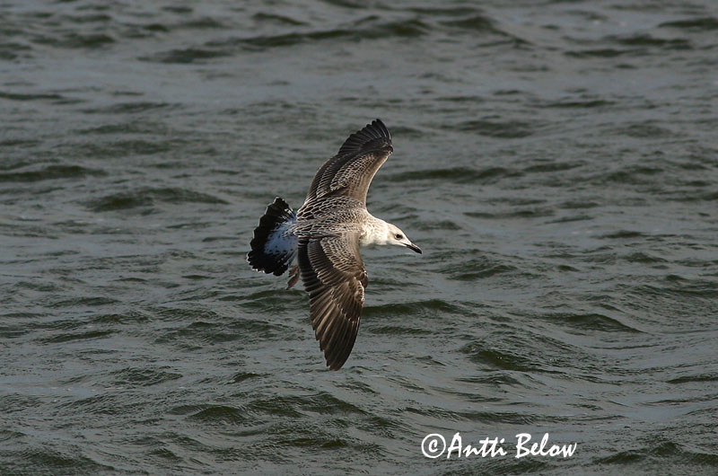 Avainsanat: Gavià fosc Sildemåge Kleine mantelmeeuw Lesser Black-backed Gull Tõmmukajakas Selkälokki Goéland brun Heringsmöwe Heringsirály Sílamáfur Zafferano Sildemåke Gaivota-d'asa-escura Larus fuscus Gaviota Sombría Silltrut