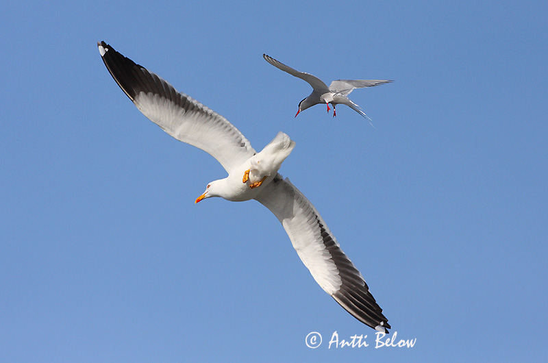 Avainsanat: Gavià fosc Sildemåge Kleine mantelmeeuw Lesser Black-backed Gull Tõmmukajakas Selkälokki Goéland brun Heringsmöwe Heringsirály Sílamáfur Zafferano Sildemåke Gaivota-d'asa-escura Larus fuscus Gaviota Sombría Silltrut