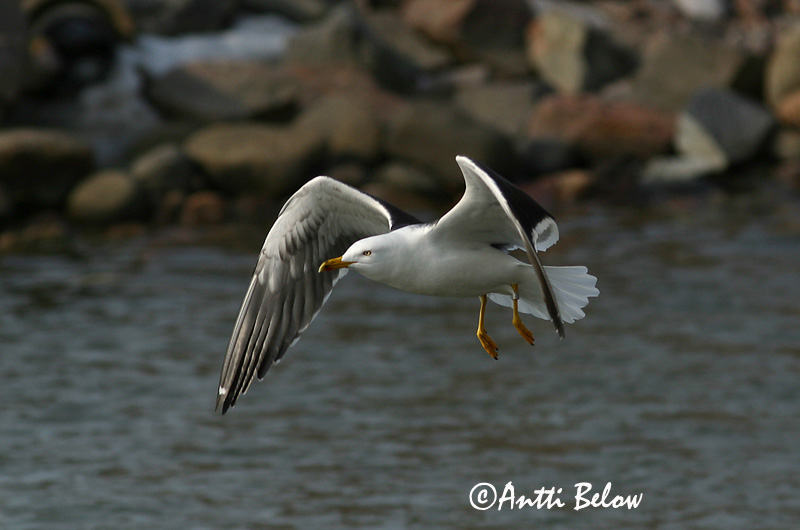 Avainsanat: Gavià fosc Sildemåge Kleine mantelmeeuw Lesser Black-backed Gull Tõmmukajakas Selkälokki Goéland brun Heringsmöwe Heringsirály Sílamáfur Zafferano Sildemåke Gaivota-d'asa-escura Larus fuscus Gaviota Sombría Silltrut