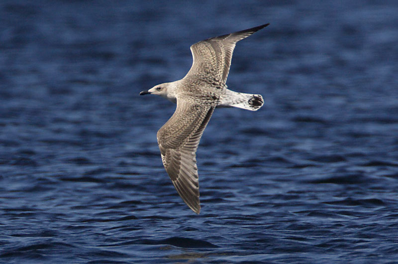 Avainsanat: Gavià fosc Sildemåge Kleine mantelmeeuw Lesser Black-backed Gull Tõmmukajakas Selkälokki Goéland brun Heringsmöwe Heringsirály Sílamáfur Zafferano Sildemåke Gaivota-d'asa-escura Larus fuscus Gaviota Sombría Silltrut