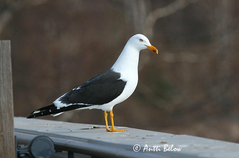 Avainsanat: Gavià fosc Sildemåge Kleine mantelmeeuw Lesser Black-backed Gull Tõmmukajakas Selkälokki Goéland brun Heringsmöwe Heringsirály Sílamáfur Zafferano Sildemåke Gaivota-d'asa-escura Larus fuscus Gaviota Sombría Silltrut