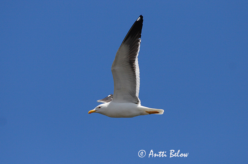 Avainsanat: Gavià fosc Sildemåge Kleine mantelmeeuw Lesser Black-backed Gull Tõmmukajakas Selkälokki Goéland brun Heringsmöwe Heringsirály Sílamáfur Zafferano Sildemåke Gaivota-d'asa-escura Larus fuscus Gaviota Sombría Silltrut
