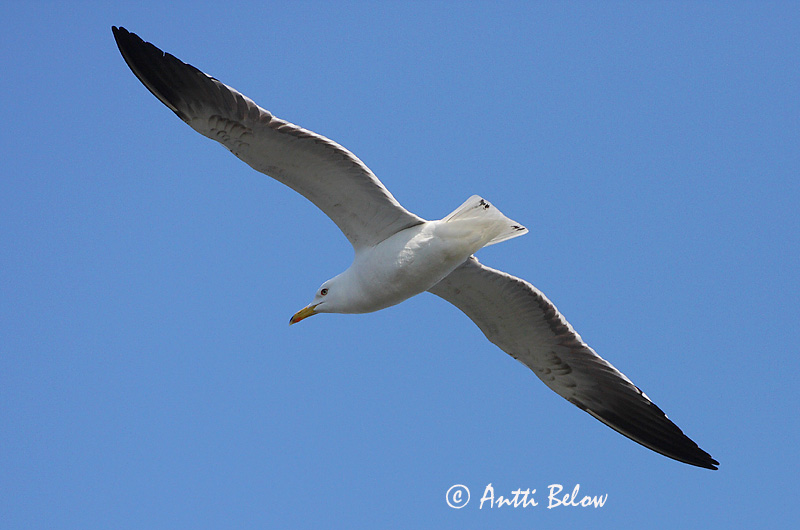 Avainsanat: Gavià fosc Sildemåge Kleine mantelmeeuw Lesser Black-backed Gull Tõmmukajakas Selkälokki Goéland brun Heringsmöwe Heringsirály Sílamáfur Zafferano Sildemåke Gaivota-d'asa-escura Larus fuscus Gaviota Sombría Silltrut