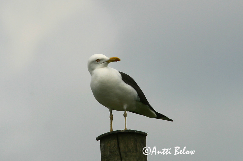 Avainsanat: Gavià fosc Sildemåge Kleine mantelmeeuw Lesser Black-backed Gull Tõmmukajakas Selkälokki Goéland brun Heringsmöwe Heringsirály Sílamáfur Zafferano Sildemåke Gaivota-d'asa-escura Larus fuscus Gaviota Sombría Silltrut