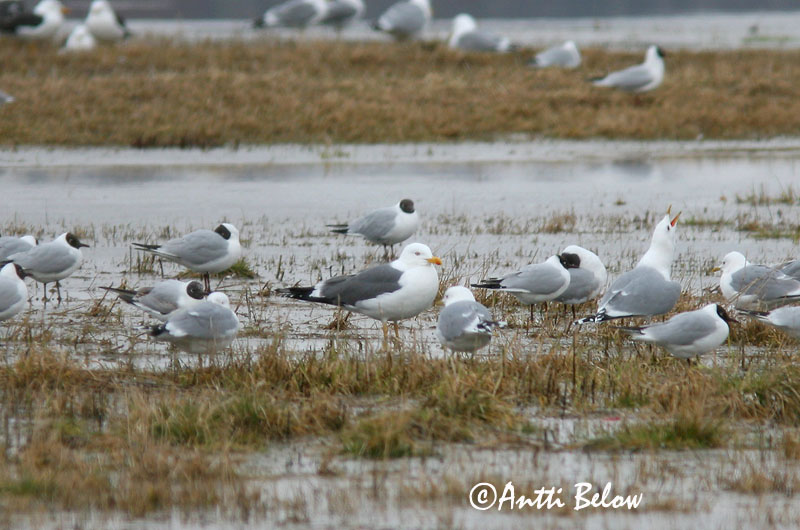 Avainsanat: Gavià fosc Sildemåge Kleine mantelmeeuw Lesser Black-backed Gull Tõmmukajakas Selkälokki Goéland brun Heringsmöwe Heringsirály Sílamáfur Zafferano Sildemåke Gaivota-d'asa-escura Larus fuscus Gaviota Sombría Silltrut