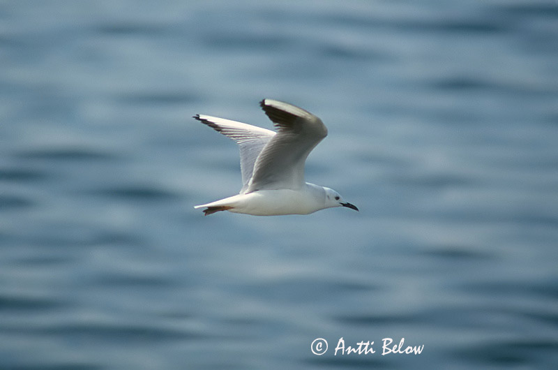Avainsanat: Gavina capblanca Dunbekmeeuw Slender-billed Gull Kaitanokkalokki Goéland railleur Dünnschnabelmöwe Gabbiano roseo Smalnebbmåke Larus genei Gaviota Picofina Långnäbbad mås
