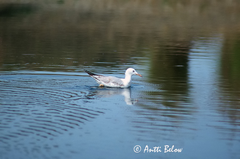 Avainsanat: Gavina capblanca Dunbekmeeuw Slender-billed Gull Kaitanokkalokki Goéland railleur Dünnschnabelmöwe Gabbiano roseo Smalnebbmåke Larus genei Gaviota Picofina Långnäbbad mås
