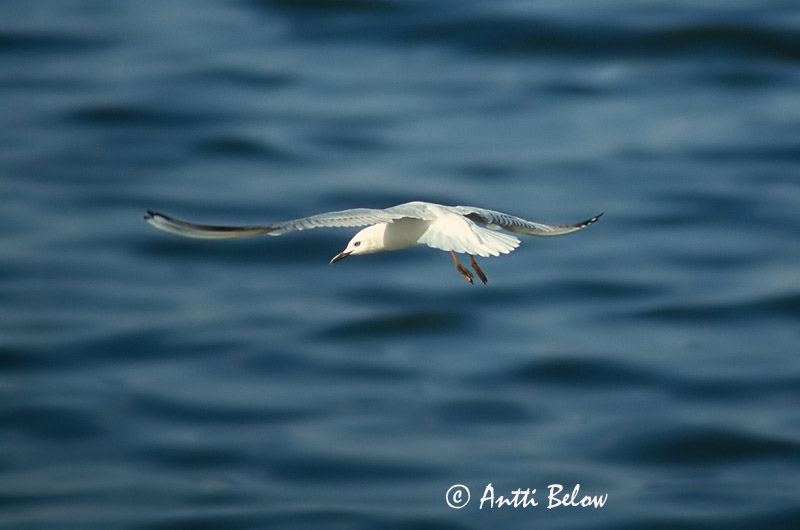 Avainsanat: Gavina capblanca Dunbekmeeuw Slender-billed Gull Kaitanokkalokki Goéland railleur Dünnschnabelmöwe Gabbiano roseo Smalnebbmåke Larus genei Gaviota Picofina Långnäbbad mås