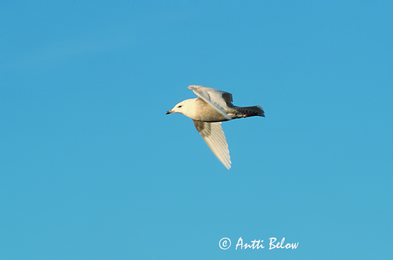 Avainsanat: Gavinot polar Hvidvinget måge Kleine burgemeester Iceland Gull Grönlanninlokki Goéland à ailes blanches Polarmöwe Sarki sirály Bjartmáfur Gabbiano d'Islanda Grønlandsmåke Gaivota-polar Larus glaucoides Gaviota Groenlandesa Vitvingad trut