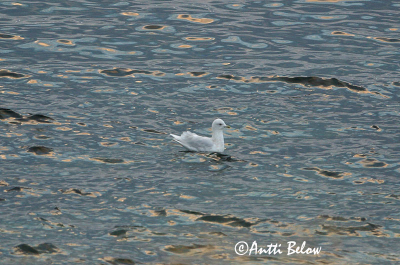 Avainsanat: Gavinot polar Hvidvinget måge Kleine burgemeester Iceland Gull Grönlanninlokki Goéland à ailes blanches Polarmöwe Sarki sirály Bjartmáfur Gabbiano d'Islanda Grønlandsmåke Gaivota-polar Larus glaucoides Gaviota Groenlandesa Vitvingad trut