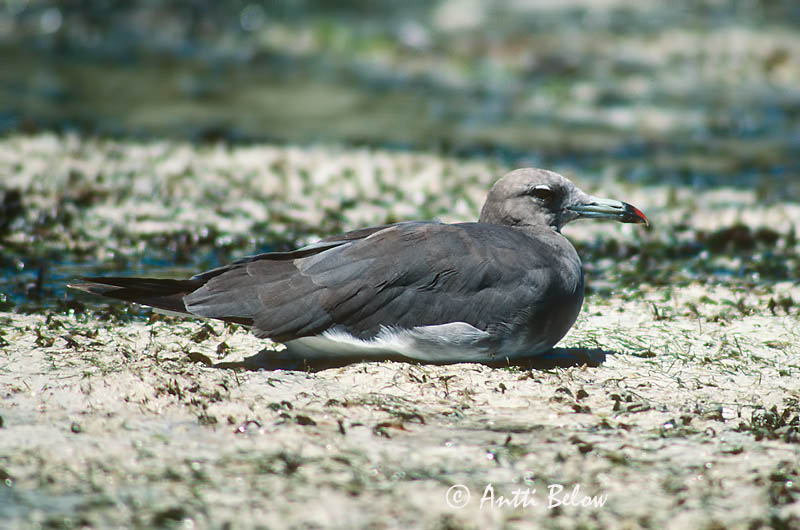 Avainsanat: Hemprichs Meeuw Sooty Gull Nokilokki Goéland de Hemprich Hemprichmöwe Gabbiano di Hemprich Sotmåke Larus hemprichii Gaviota Cejiblanca Sotmås