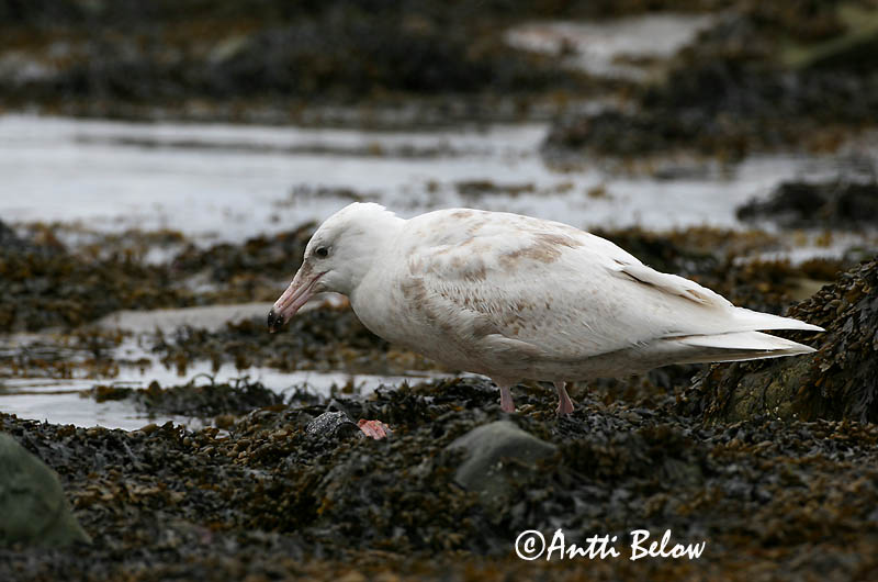 Avainsanat: Gavinot hiperbori Gråmåge Grote burgemeester Glaucous Gull Jääkajakas Isolokki Goéland bourgmestre Eismöwe Jeges sirály Hvítmáfur Gabbiano glauco Polarmåke Gaivota-hiperbórea Larus hyperboreus Gaviota Hiperbórea Vittrut