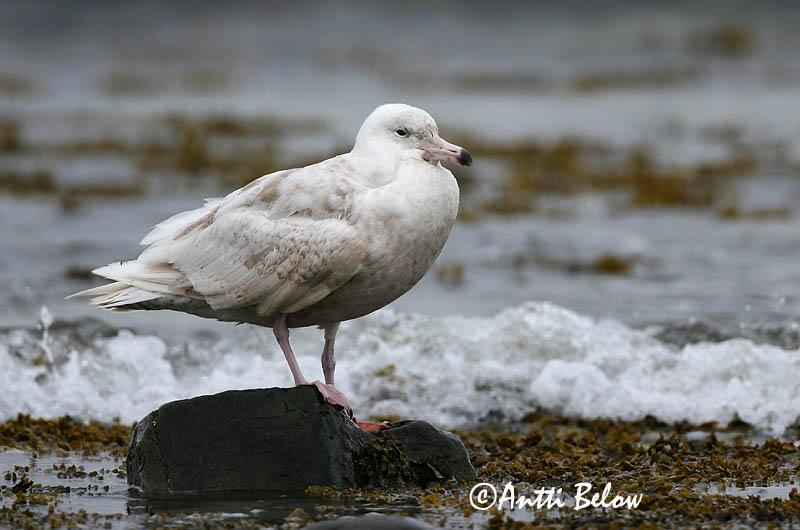 Avainsanat: Gavinot hiperbori Gråmåge Grote burgemeester Glaucous Gull Jääkajakas Isolokki Goéland bourgmestre Eismöwe Jeges sirály Hvítmáfur Gabbiano glauco Polarmåke Gaivota-hiperbórea Larus hyperboreus Gaviota Hiperbórea Vittrut