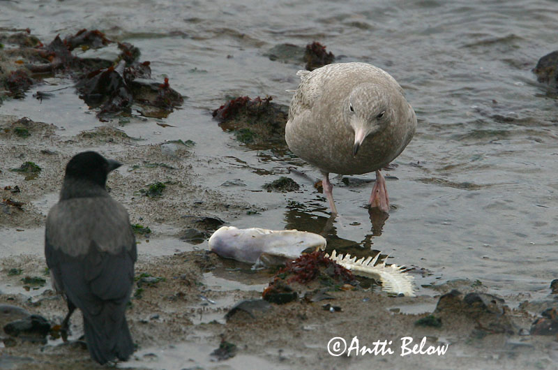 Avainsanat: Gavinot hiperbori Gråmåge Grote burgemeester Glaucous Gull Jääkajakas Isolokki Goéland bourgmestre Eismöwe Jeges sirály Hvítmáfur Gabbiano glauco Polarmåke Gaivota-hiperbórea Larus hyperboreus Gaviota Hiperbórea Vittrut
