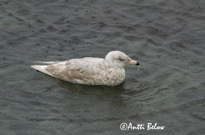 Avainsanat: Gavinot hiperbori Gråmåge Grote burgemeester Glaucous Gull Jääkajakas Isolokki Goéland bourgmestre Eismöwe Jeges sirály Hvítmáfur Gabbiano glauco Polarmåke Gaivota-hiperbórea Larus hyperboreus Gaviota Hiperbórea Vittrut