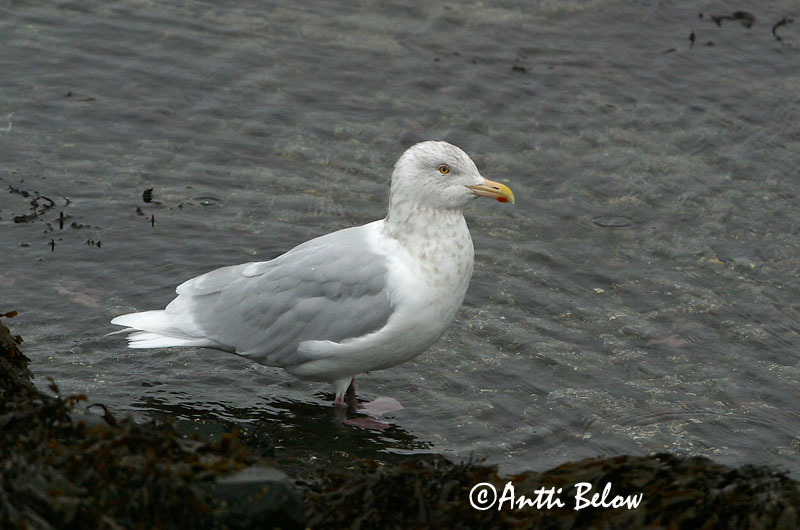 Avainsanat: Gavinot hiperbori Gråmåge Grote burgemeester Glaucous Gull Jääkajakas Isolokki Goéland bourgmestre Eismöwe Jeges sirály Hvítmáfur Gabbiano glauco Polarmåke Gaivota-hiperbórea Larus hyperboreus Gaviota Hiperbórea Vittrut
