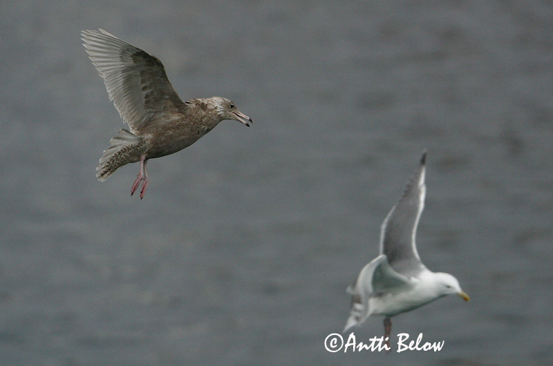 Avainsanat: Gavinot hiperbori Gråmåge Grote burgemeester Glaucous Gull Jääkajakas Isolokki Goéland bourgmestre Eismöwe Jeges sirály Hvítmáfur Gabbiano glauco Polarmåke Gaivota-hiperbórea Larus hyperboreus Gaviota Hiperbórea Vittrut