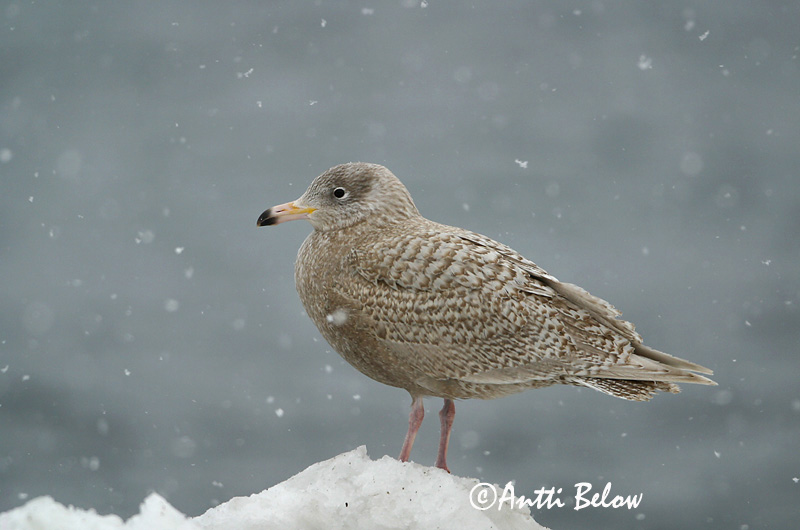 Avainsanat: Gavinot hiperbori Gråmåge Grote burgemeester Glaucous Gull Jääkajakas Isolokki Goéland bourgmestre Eismöwe Jeges sirály Hvítmáfur Gabbiano glauco Polarmåke Gaivota-hiperbórea Larus hyperboreus Gaviota Hiperbórea Vittrut
