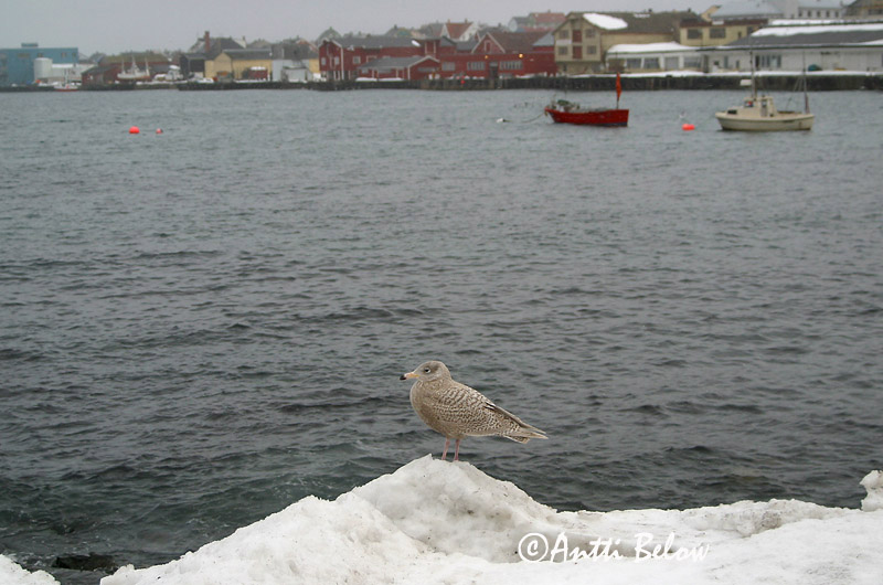 Avainsanat: Gavinot hiperbori Gråmåge Grote burgemeester Glaucous Gull Jääkajakas Isolokki Goéland bourgmestre Eismöwe Jeges sirály Hvítmáfur Gabbiano glauco Polarmåke Gaivota-hiperbórea Larus hyperboreus Gaviota Hiperbórea Vittrut