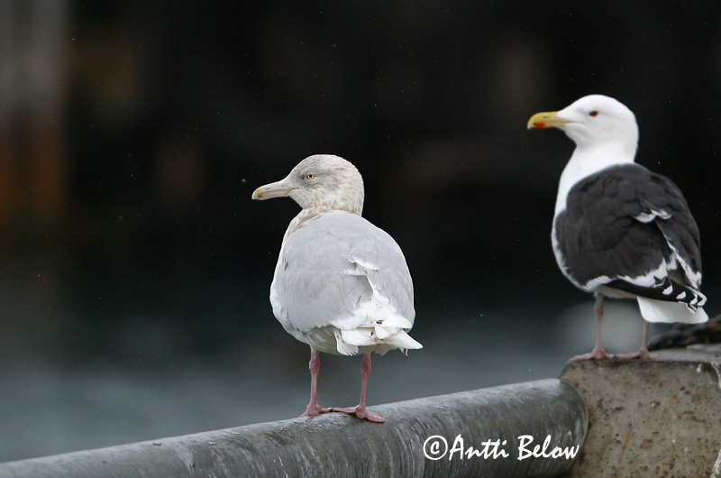 Avainsanat: Gavinot hiperbori Gråmåge Grote burgemeester Glaucous Gull Jääkajakas Isolokki Goéland bourgmestre Eismöwe Jeges sirály Hvítmáfur Gabbiano glauco Polarmåke Gaivota-hiperbórea Larus hyperboreus Gaviota Hiperbórea Vittrut