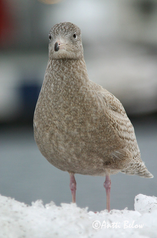 Avainsanat: Gavinot hiperbori Gråmåge Grote burgemeester Glaucous Gull Jääkajakas Isolokki Goéland bourgmestre Eismöwe Jeges sirály Hvítmáfur Gabbiano glauco Polarmåke Gaivota-hiperbórea Larus hyperboreus Gaviota Hiperbórea Vittrut