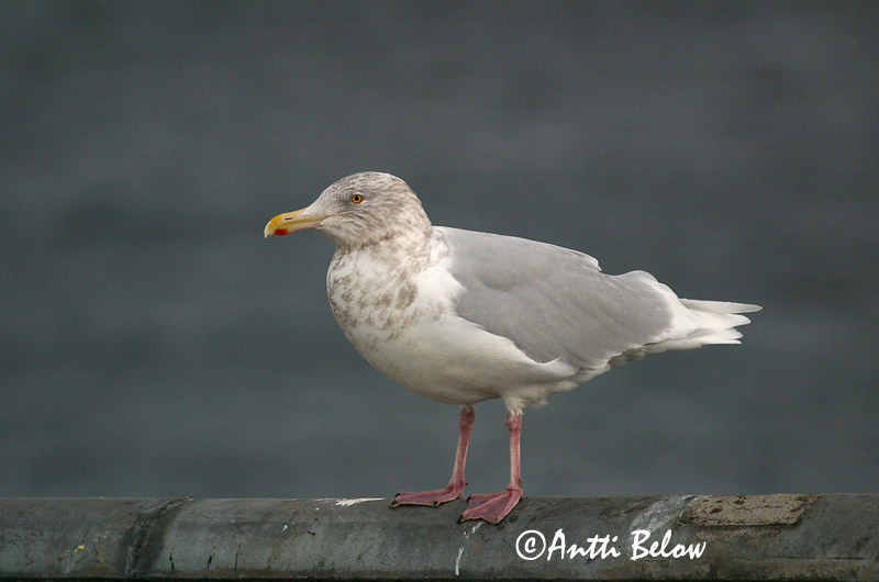 Avainsanat: Gavinot hiperbori Gråmåge Grote burgemeester Glaucous Gull Jääkajakas Isolokki Goéland bourgmestre Eismöwe Jeges sirály Hvítmáfur Gabbiano glauco Polarmåke Gaivota-hiperbórea Larus hyperboreus Gaviota Hiperbórea Vittrut