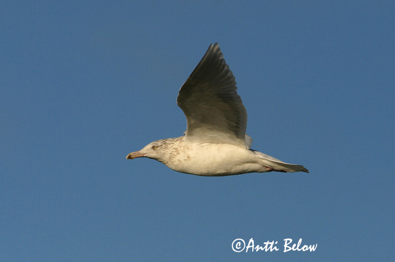 Avainsanat: Gavinot hiperbori Gråmåge Grote burgemeester Glaucous Gull Jääkajakas Isolokki Goéland bourgmestre Eismöwe Jeges sirály Hvítmáfur Gabbiano glauco Polarmåke Gaivota-hiperbórea Larus hyperboreus Gaviota Hiperbórea Vittrut