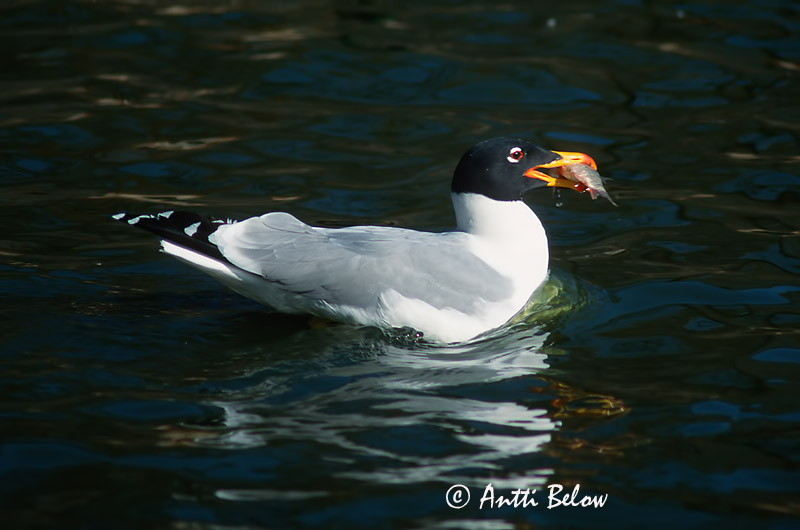 in Beijing Zoo
Avainsanat: Stor sorthovedet måge Reuzenzwartkopmeeuw Pallas's Gull Mustapäälokki Goéland ichthyaète Fischmöwe Nagy halászsirály Fiskimáfur Gabbiano del Pallas Steppemåke Alcatraz-de-cabeça-preta Larus ichthyaetus Gavión Cabecinegro Svarthuvad trut