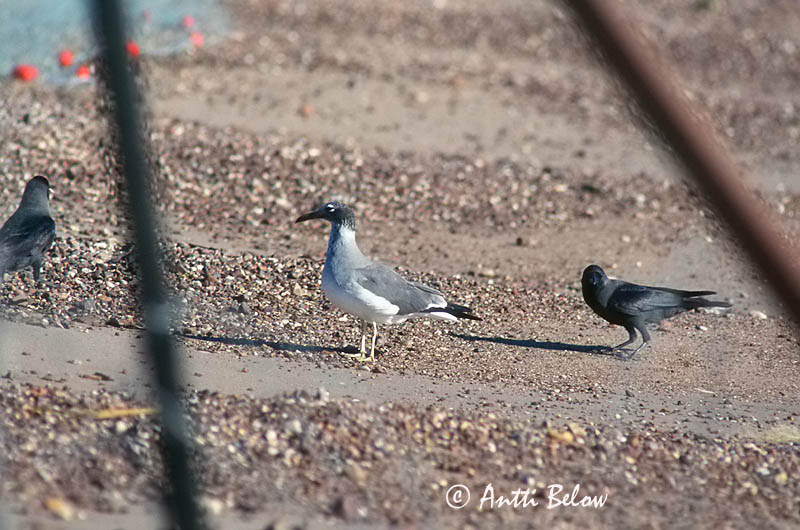 Avainsanat: Witoogmeeuw White-eyed Gull Valkosilmälokki Goéland à iris blanc Weißaugenmöwe Rødehavsmåke Larus leucophthalmus Gaviota Ojiblanca Vitögd mås