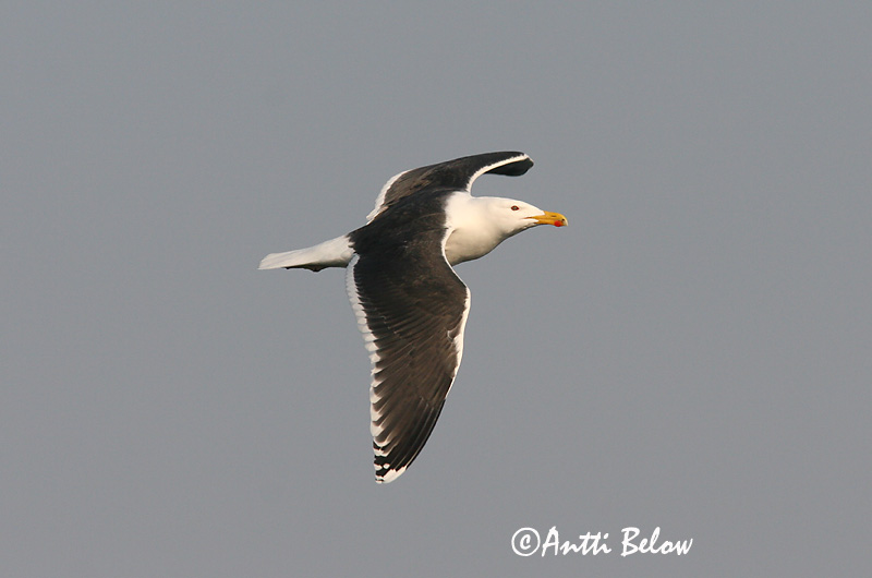 Avainsanat: Gavinot Svartbag Grote mantelmeeuw Great Black-backed Gull Merikajakas Merilokki Goéland marin Mantelmöwe Dolmányos sirály Svartbakur Svartbak Alcatraz-comum Larus marinus Gavión Atlántico Havstrut