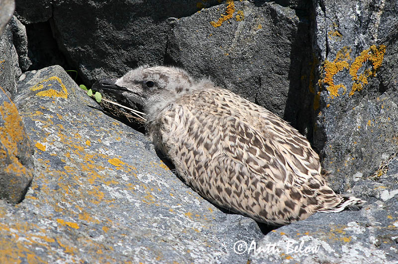 Avainsanat: Gavinot Svartbag Grote mantelmeeuw Great Black-backed Gull Merikajakas Merilokki Goéland marin Mantelmöwe Dolmányos sirály Svartbakur Svartbak Alcatraz-comum Larus marinus Gavión Atlántico Havstrut