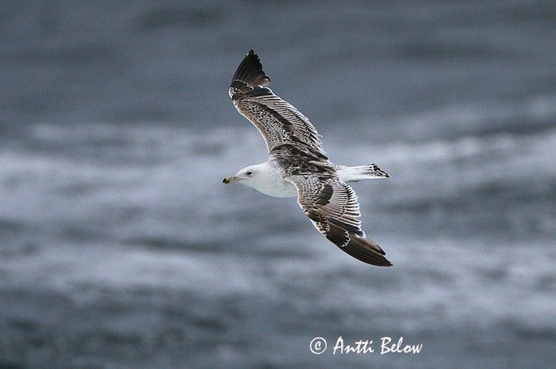 Avainsanat: Gavinot Svartbag Grote mantelmeeuw Great Black-backed Gull Merikajakas Merilokki Goéland marin Mantelmöwe Dolmányos sirály Svartbakur Svartbak Alcatraz-comum Larus marinus Gavión Atlántico Havstrut